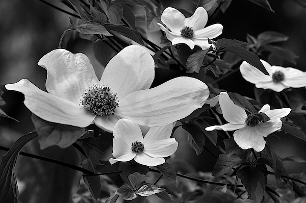 The Cherokee Rose by Tikvah's Hope The Cherokee Rose by Tikvah's Hope